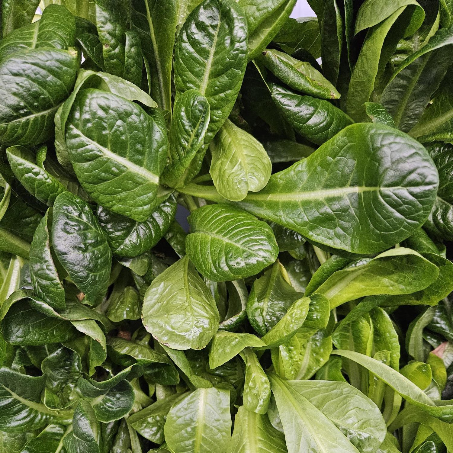 Spretnak Lettuce grown hydroponically in Scarborough by 5N2