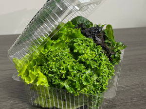 Salad Kit grown hydroponically in Scarborough by 5N2