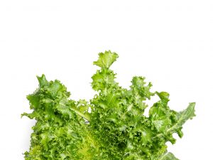 Curled Endive Lettuce grown hydroponically in Scarborough by 5N2