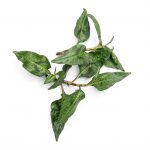 Vietnamese Coriander Rau Răm grown hydroponically in Scarborough by 5N2