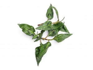 Vietnamese Coriander Rau Răm grown hydroponically in Scarborough by 5N2