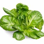 Paris Island Lettuce grown hydroponically in Scarborough by 5N2
