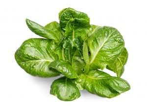 Paris Island Lettuce grown hydroponically in Scarborough by 5N2