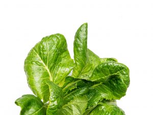 Paris Island Lettuce grown hydroponically in Scarborough by 5N2