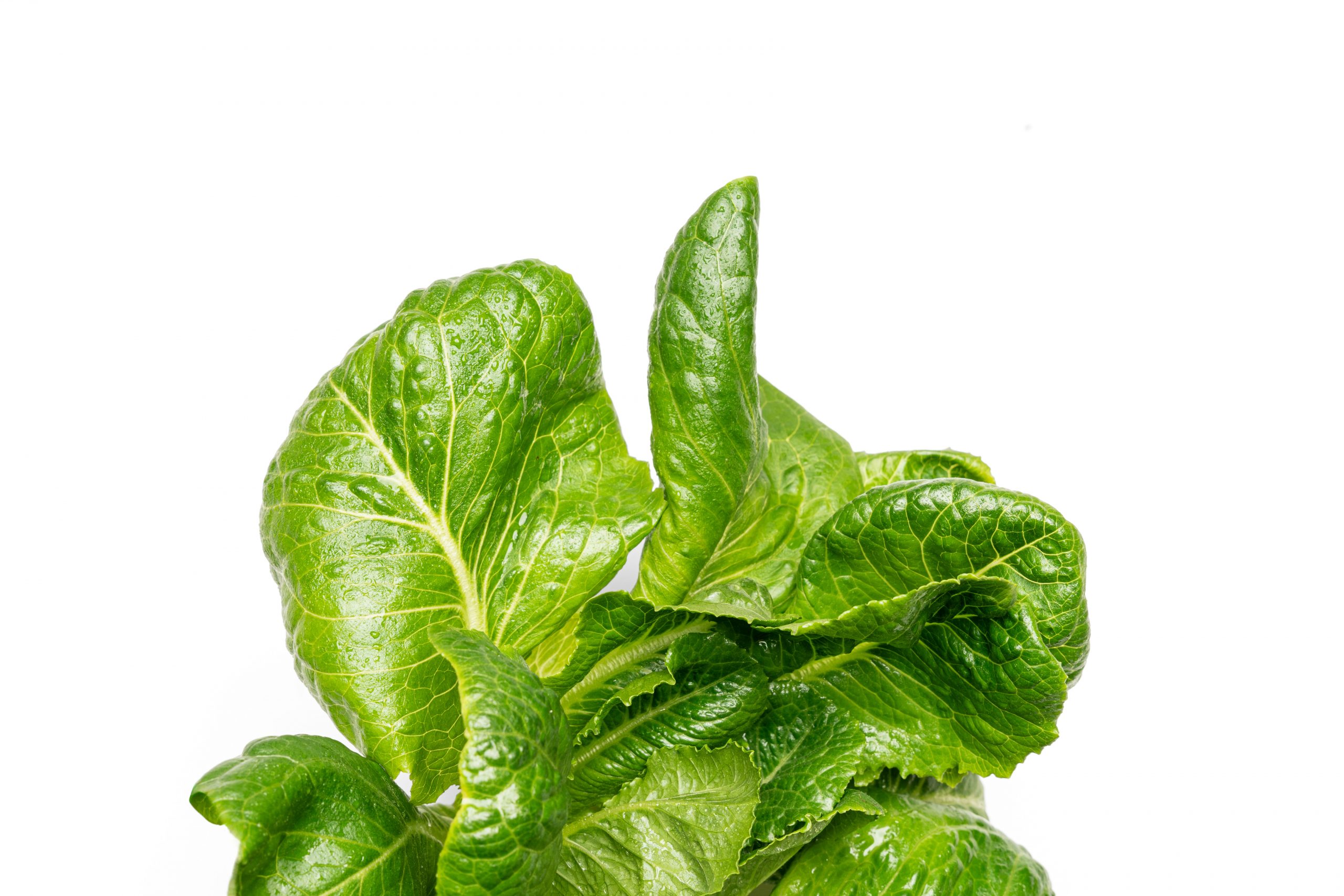 Paris Island Lettuce grown hydroponically in Scarborough by 5N2