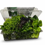 Salad Kit grown hydroponically in Scarborough by 5N2