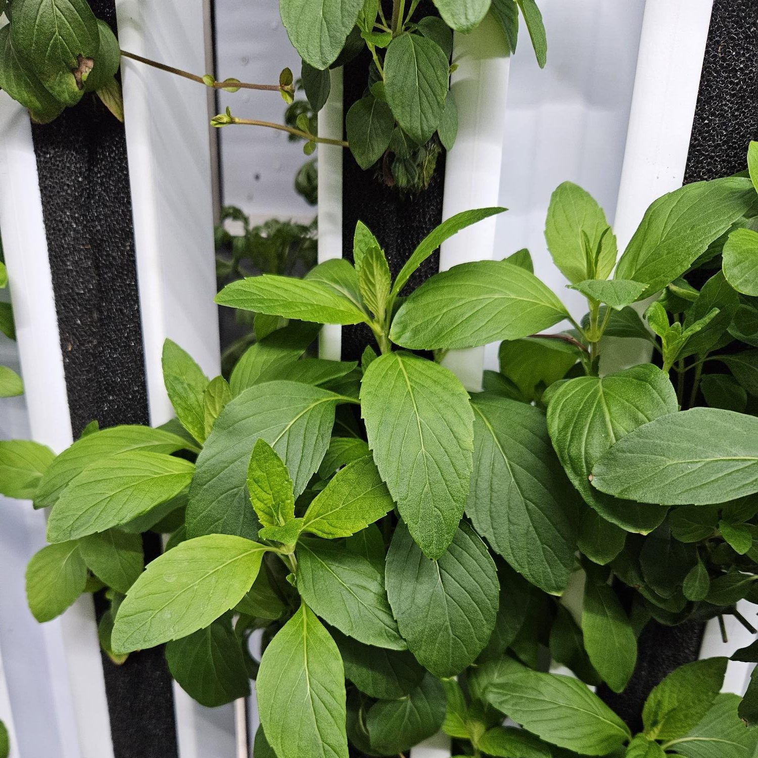 Vietnamese Mint - Image 2