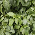 Vietnamese Mint grown hydroponically in Scarborough by 5N2