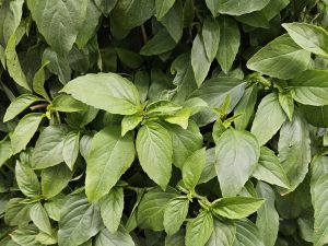 Vietnamese Mint grown hydroponically in Scarborough by 5N2