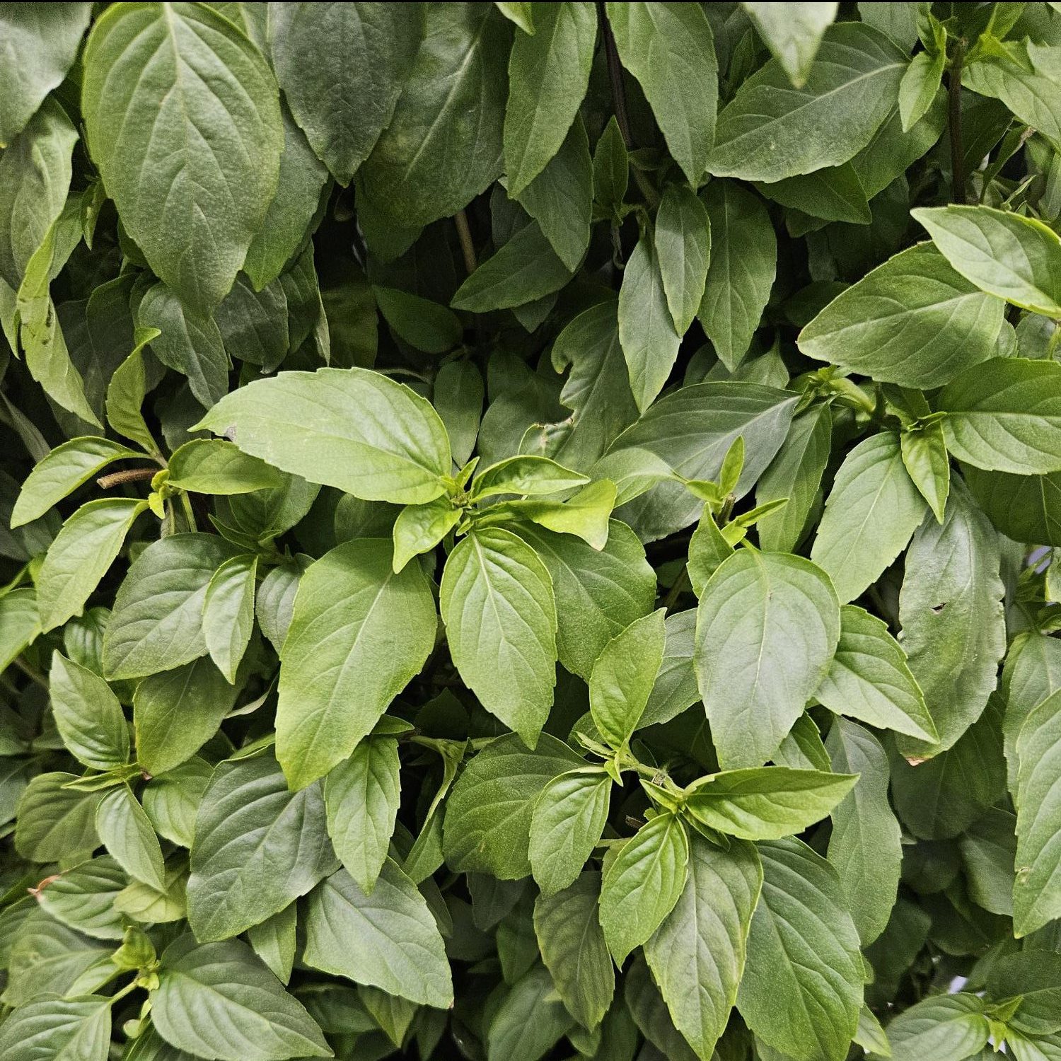 Vietnamese Mint grown hydroponically in Scarborough by 5N2