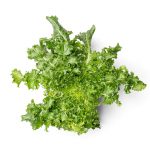 Curled Endive Lettuce grown hydroponically in Scarborough by 5N2