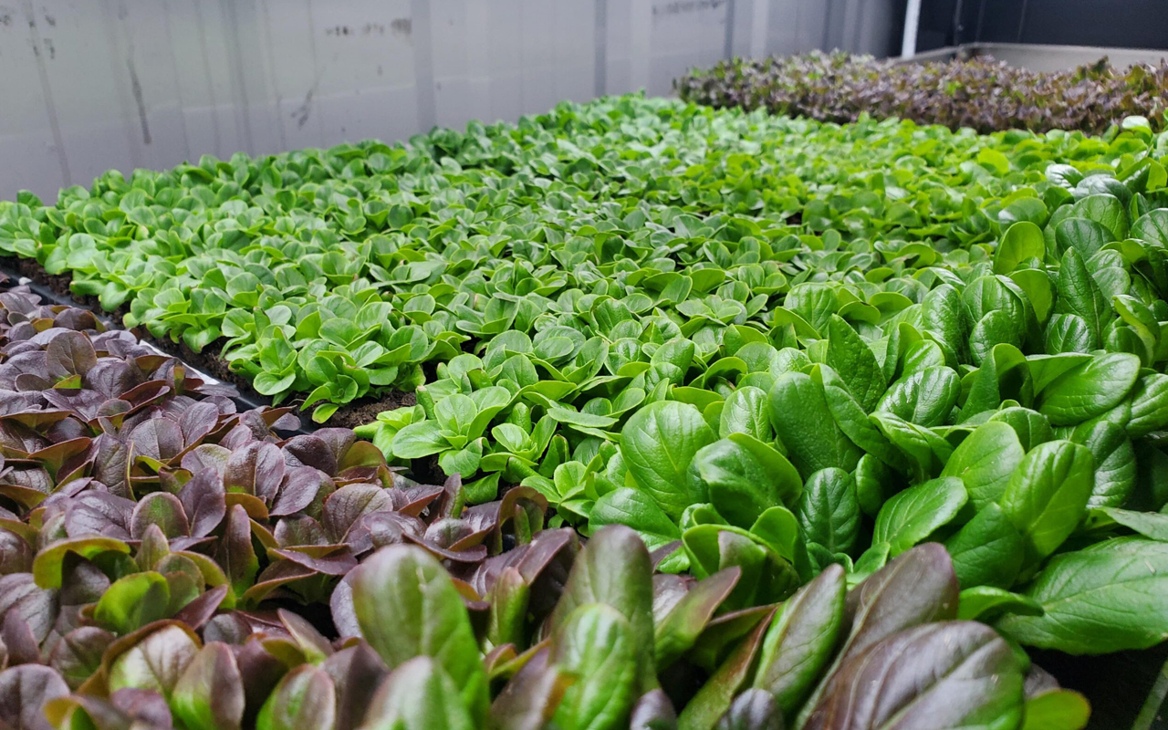 Fresh hydroponic greens growing at 5N2